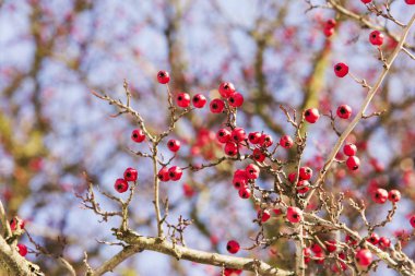 Kırmızı bitki ve gökyüzü arka plan