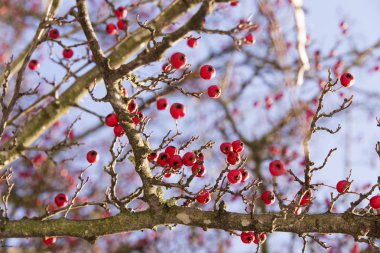 Kırmızı bitki ve gökyüzü arka plan
