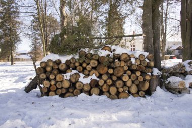 Ağaçları kış arka planda