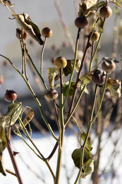 Planta Fondo Invierno — Foto de Stock