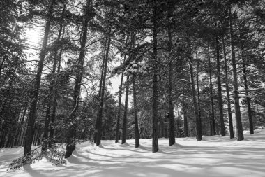 Güzel kış gününde