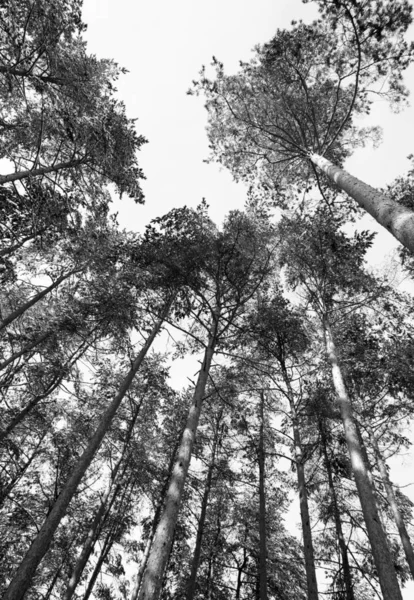 Güzel kış gününde