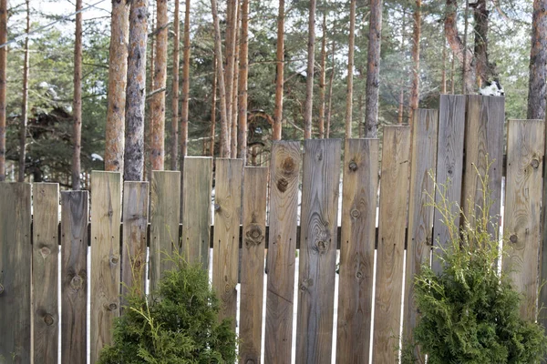 Idylliska Vinterdag Berget — Stockfoto