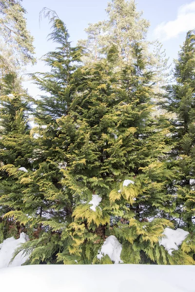 Dia Inverno Idílico Montanha — Fotografia de Stock