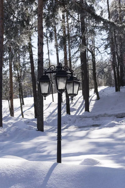 Lantern in the forest