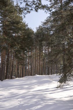 Ormanın derinliklerine 