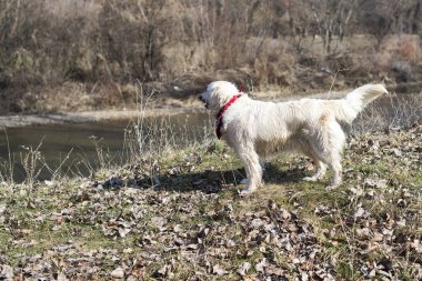 Doğada güzel köpek
