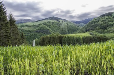 Tarlalar, çayır ve ormanlar peyzaj