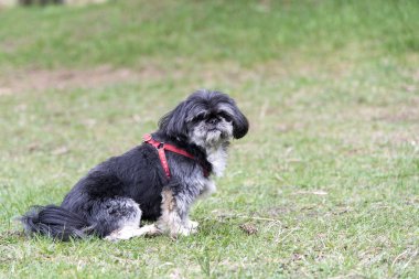 Parkta güzel köpek 