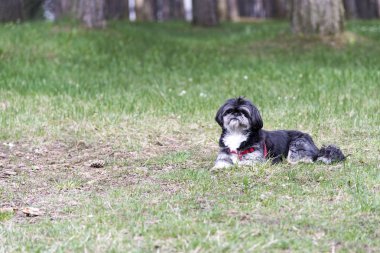 Parkta güzel köpek 