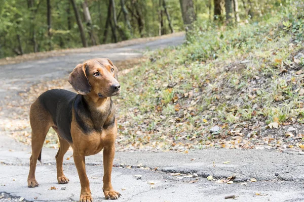 Dog alone on the road