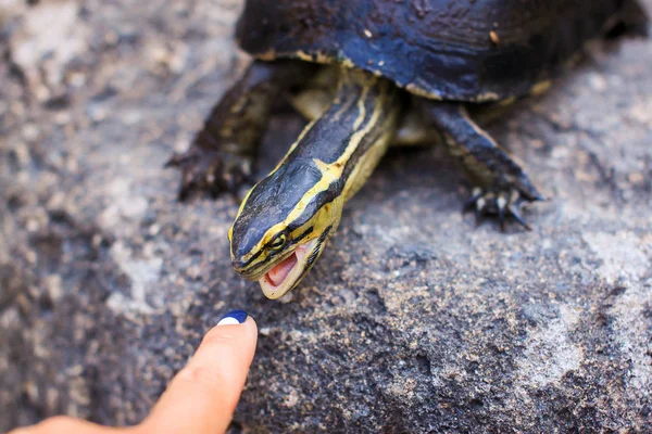 Tortuga tratando de morder el dedo ladys —  Fotos de Stock
