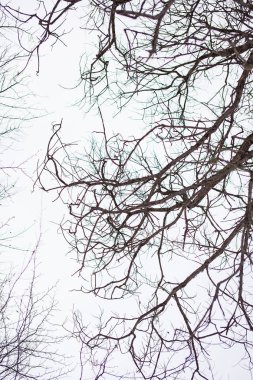 Ağaç dalları ile bulutlu gri gökyüzü yapraklarda arka plan olmadan. Yalnız görünüyor. Dikey Görünüm
