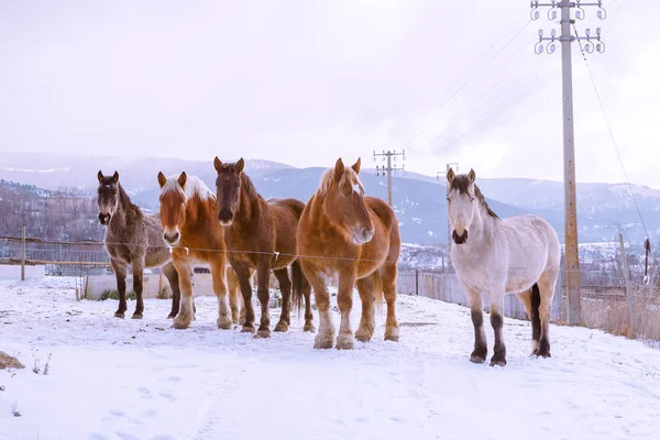 Herd of amazing horses standing near utility poles in magnificent winter countryside