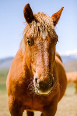 Namlu yumuşak kürk ayakta doğa güneş ışığı ile parlak kestane renkli at