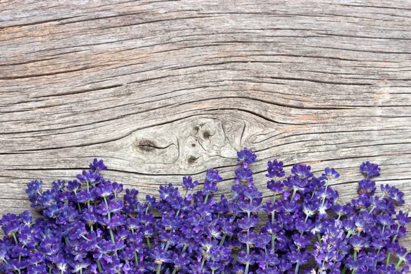 Fresco Púrpura Flores Lavanda Borde Sobre Fondo Puro Con Espacio —  Fotos de Stock