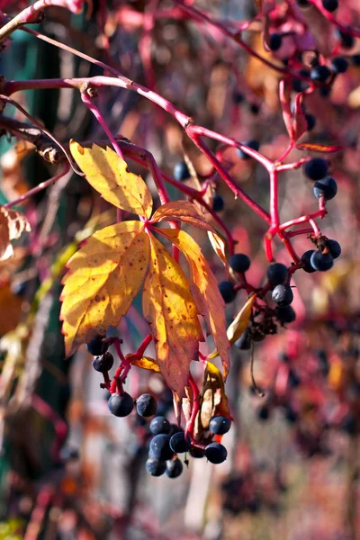 Naturalne Podłoże Jesiennych Liści — Zdjęcie stockowe