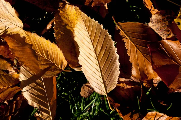 Fundo Colorido Folhas Outono Caídas — Fotografia de Stock