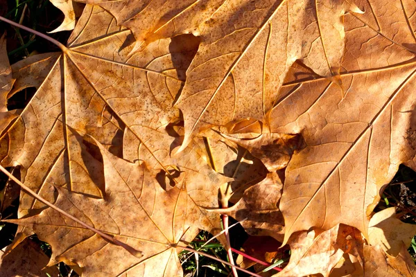 Πολύχρωμη Maple Φύλλα Φθινοπώρου Φόντο Φυσικό Υπόβαθρο — Φωτογραφία Αρχείου