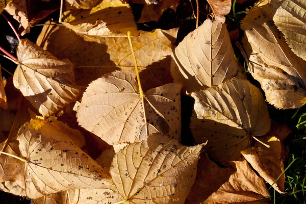 Fundo Colorido Folhas Outono Caídas — Fotografia de Stock