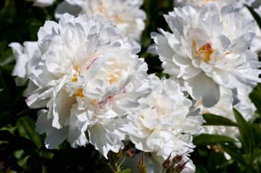 Güzel kokulu trendy şakayık dekoratif bahçede büyür. Yemyeşil grand çiçek kafa. Sığ derinlik-in tarla