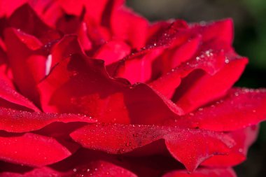 Bahçedeki doğal güzel gülleri kapat. Seçici odak