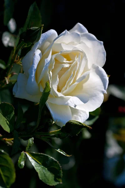 Nyári Kert Friss Virágzó Rózsák — Stock Fotó