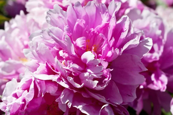 Fresh Blooming Peony Summer Garden — Stock Photo, Image