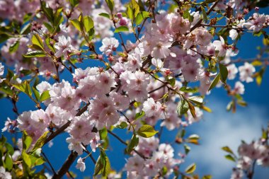 Sakura çiçekli bahar zaman arka plan