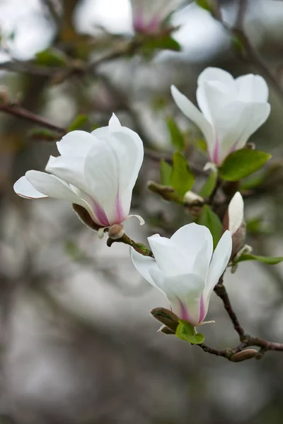 Magnolia blanc sur branche d'arbre — Photo