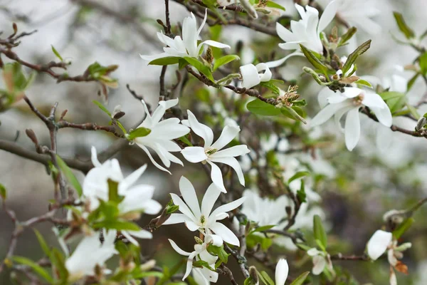 Fond floral printanier avec fleurs de magnolia — Photo