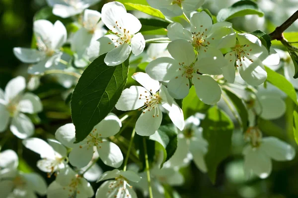 Belles fleurs sur le pommier dans la nature — Photo