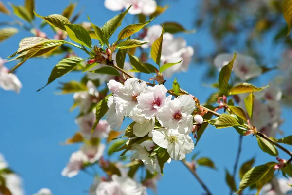 Les branches florissantes de sakura se ferment. Arbres à fleurs printanières — Photo