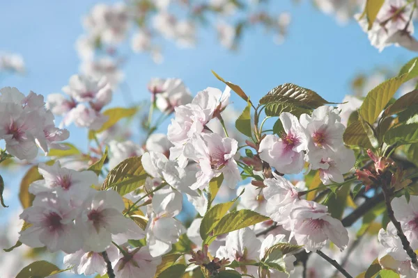 Belle fleur de sakura au printemps sur ciel bleu — Photo