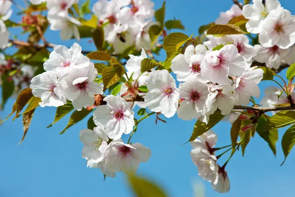 Belle fleur de sakura au printemps sur ciel bleu — Photo