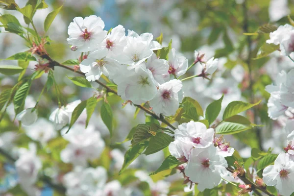 Beau concept de romance et d'amour avec flowe sakura délicat — Photo