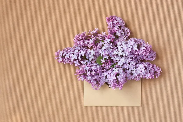 Větev Lilac v obálce na barevném pozadí — Stock fotografie