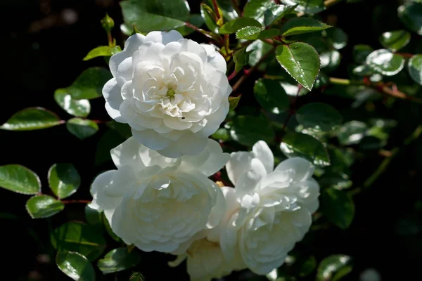 Kwiat Róży Kwitnący Latem Naturalne Tło Piękne Róże Ogrodzie — Zdjęcie stockowe