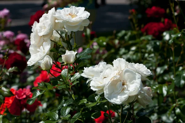 夏に咲くバラの花 自然の背景 庭の美しいバラ — ストック写真