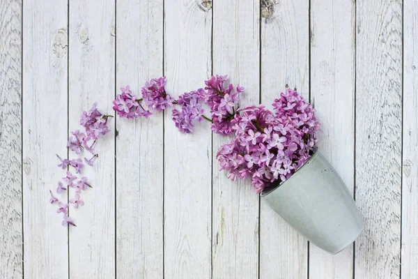 Lilac květiny v keramickém šálku na barevném pozadí — Stock fotografie