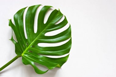 Tropik palmiye yaprakları, monstera. Düz döşeme, üst görünüm