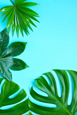 Yeşil tropikal yapraklar, üst görünüm