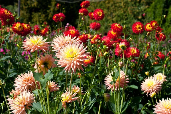 Flor de Dahlia floreciendo en verano — Foto de Stock