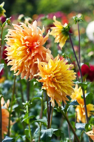 Цветущий цветок георгины в ботаническом саду — стоковое фото