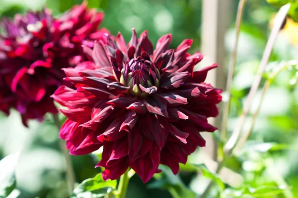 Floraison fleur dahlia dans le jardin botanique — Photo