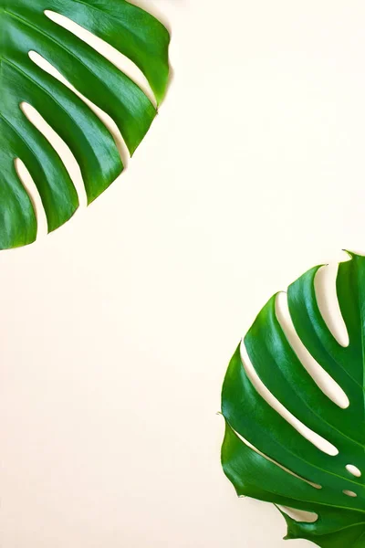 Tropical palm leaves, monstera.  Flat lay, top view
