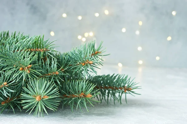 Fir tree branches on gray background — Stock Photo, Image