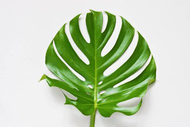 Tropik palmiye yaprakları, monstera. Düz döşeme, üst görünüm