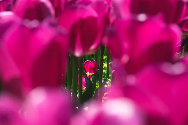 Close-up of a pink tulip on an abstract background of pink tulips.