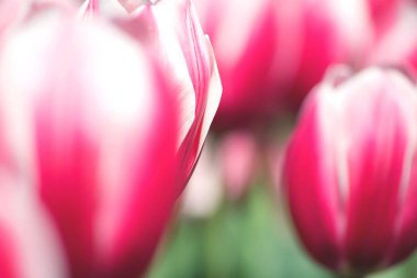 Pembe lalelerin arka planında pembe lalelerin yakın çekimi. Soyut pembe lale duvar kağıdı.